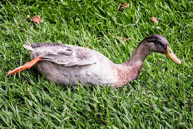 Anatra corridore indiana o anatra domestica anas platyrhynchos domesticus uccello che si riposa e sull'erba a prendere il sole