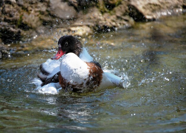 Anatra dal becco rosso selvaggio che nuota nel fiume