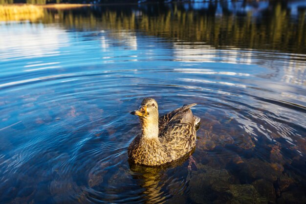 Anatra del germano reale incredibile sul lago di montagna?