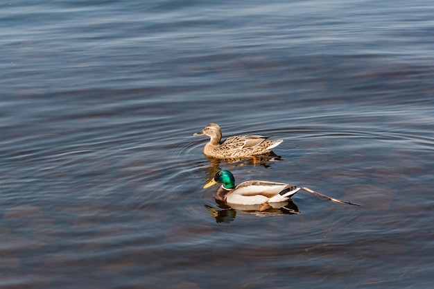 Anatra e drake galleggiano sull'acqua