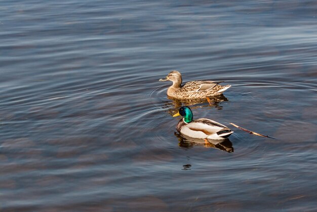 Anatra e drake galleggiano sull'acqua