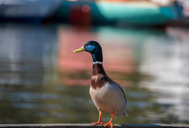 Anatra germano reale che nuota sull'acqua in primavera al sole