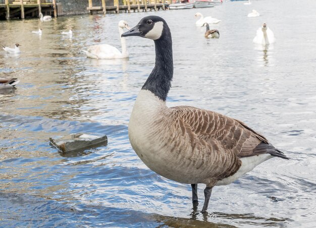 Anatra in riva al lago