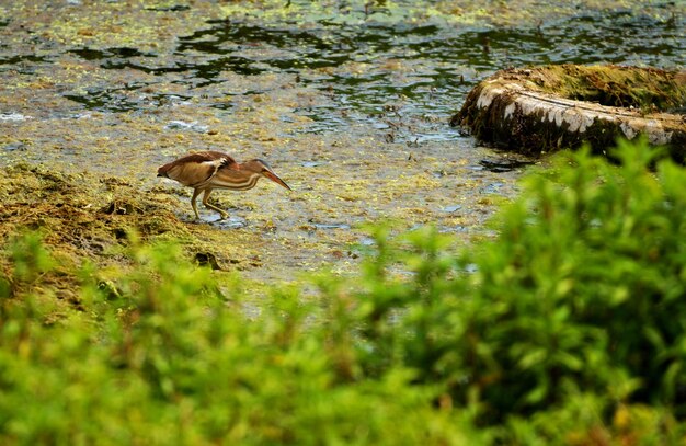 Anatra in un lago