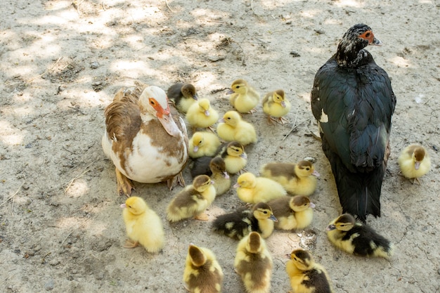 Anatra madre con i suoi anatroccoli. Ci sono molti anatroccoli che seguono la madre