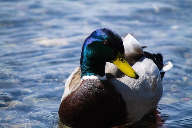 Anatra mallarda in acqua