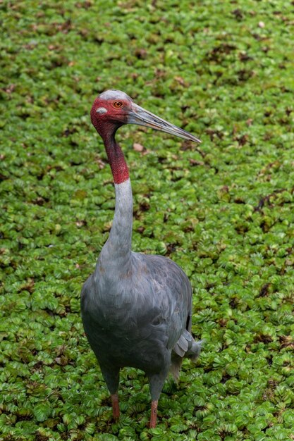 Anatra mallarda sul campo