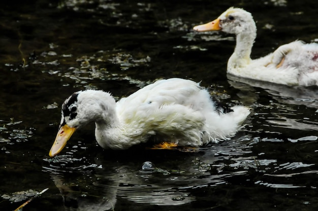 Anatra muta che nuota in un lago di acque nere