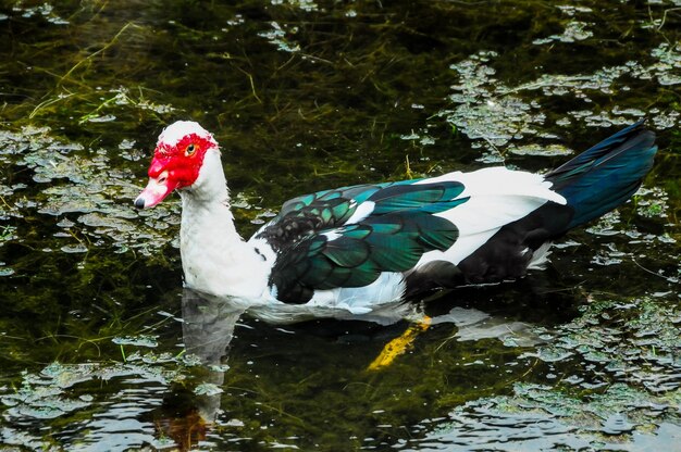 Anatra muta che nuota in un lago di acque nere