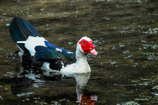 Anatra muta che nuota in un lago di acque nere