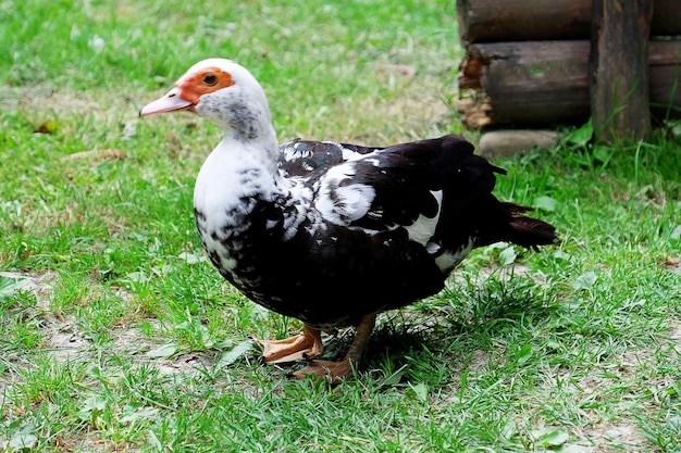 Anatra muta in giardino