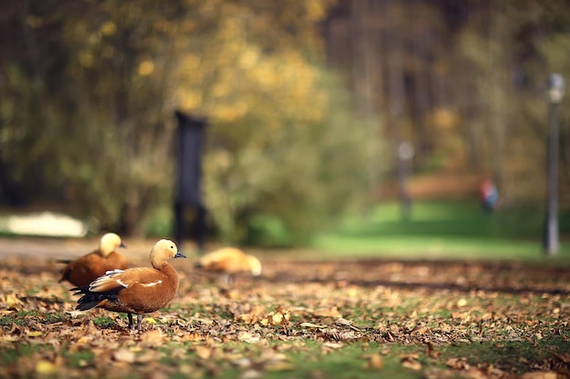 anatra nel parco autunnale, vista del relax astratto da solo