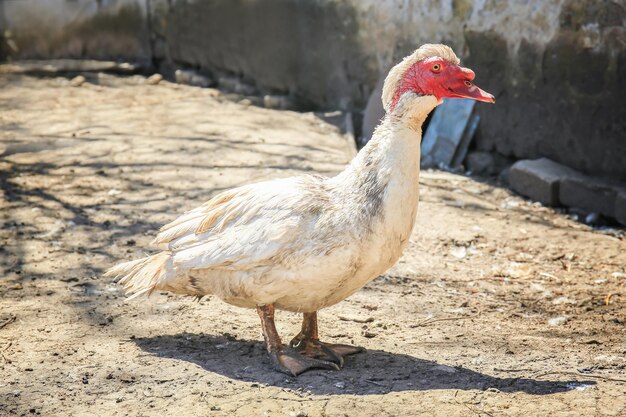 Anatra nel pollaio in giornata di sole