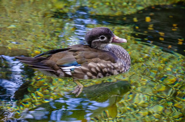 Anatra nel primo piano del lago.