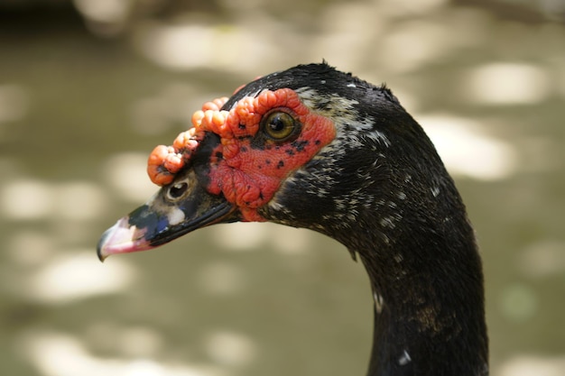 Anatra nera del primo piano