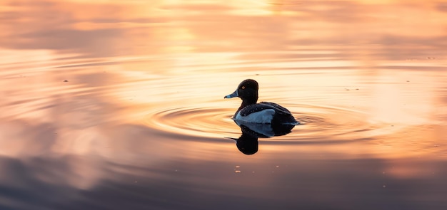 Anatra nuotare nel lago dei cervi Burnaby Greater Vancouver BC Canada