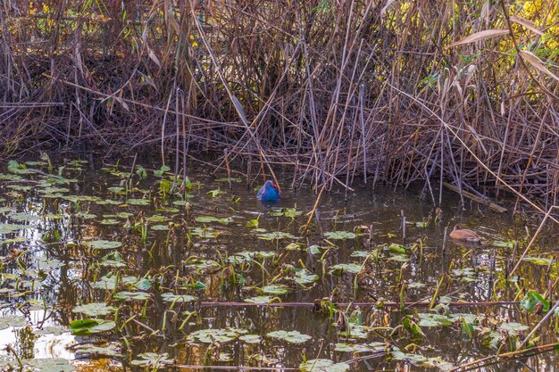 Anatra rossa Ogar in acqua in un parco cittadino