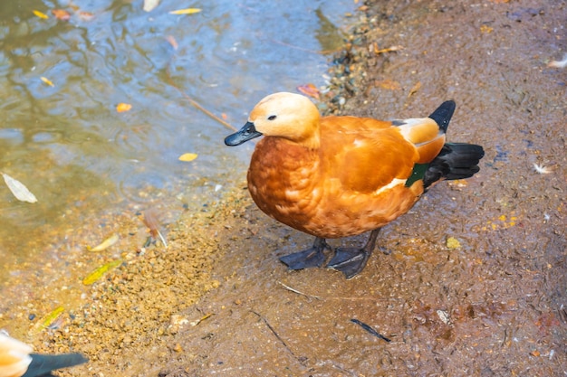 Anatra rossa Ogar in acqua in un parco cittadino