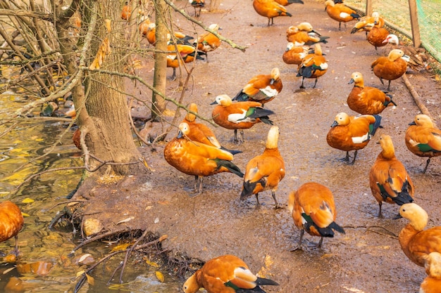 Anatra rossa Ogar in acqua in un parco cittadino