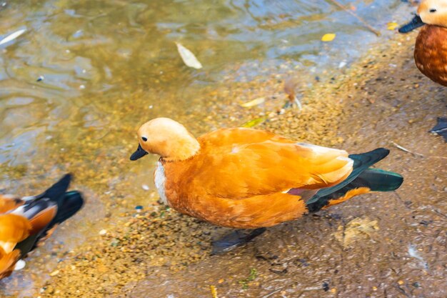 Anatra rossa Ogar in acqua in un parco cittadino