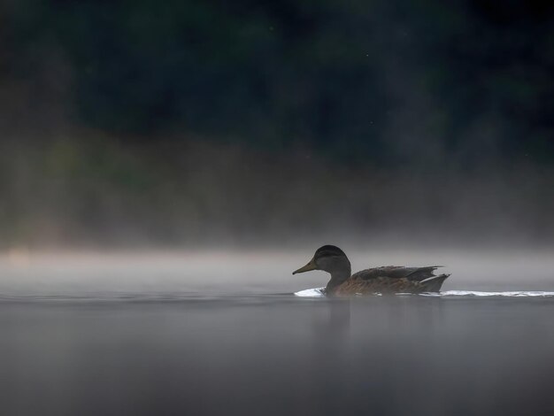 Anatra selvatica che nuota in mezzo alla nebbia galleggiante di notteFoto della fauna selvatica