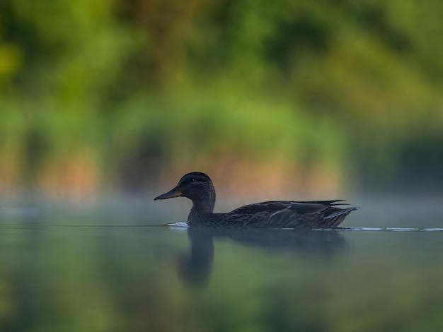 Anatra selvatica che nuota in mezzo alla nebbia galleggiante e alla vegetazione sullo sfondoFoto della fauna selvatica