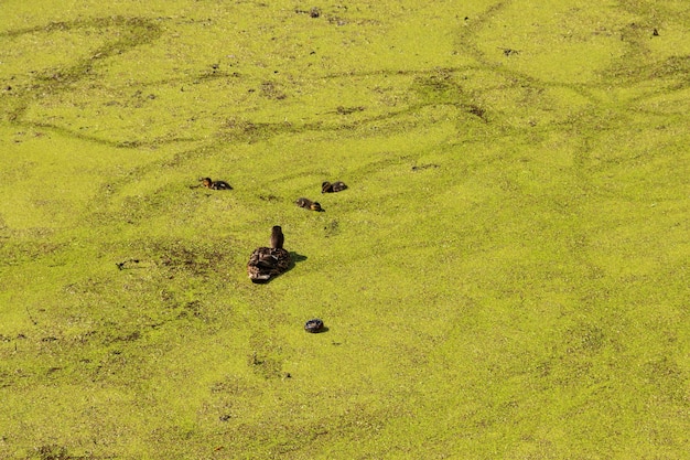 Anatra selvatica con piccoli anatroccoli che nuotano in un lago ricoperto di lenticchia d'acqua verde