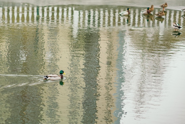 Anatra selvatica del germano reale che nuota nel parco della riva nel canale congelato Uccelli animali vicino all'acqua