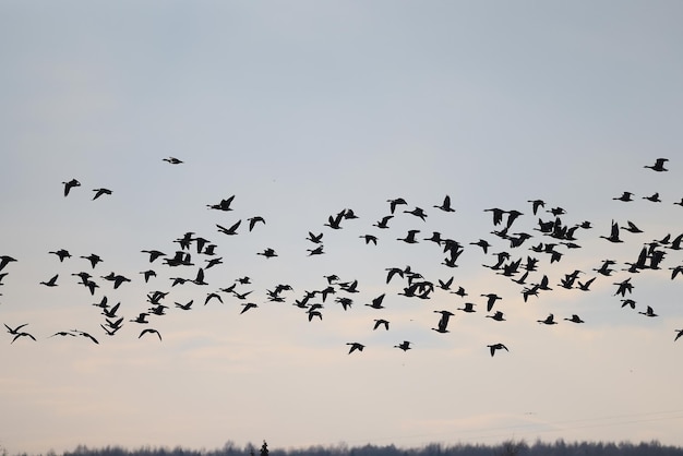 anatra selvatica in natura, uccello migratore, migrazione stagionale