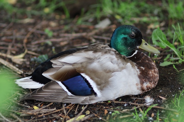 Anatra selvatica maschio sul lago che riposa