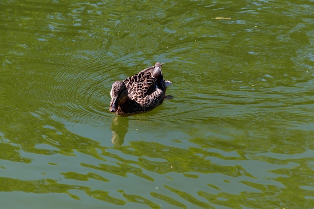 Anatra selvatica sulla superficie del lago