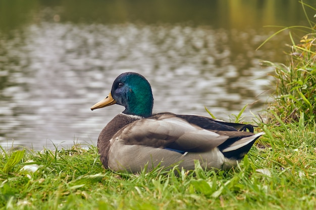 Anatra su erba verde dal primo piano del lago