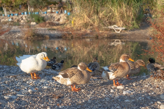 Anatra sul lago