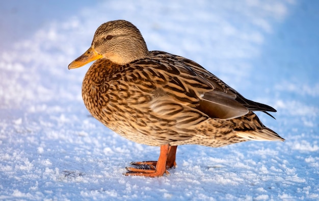 Anatra sulla riva del fiume in primo piano invernale