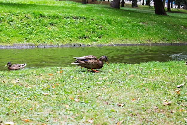 Anatra sulla riva del serbatoio in estate