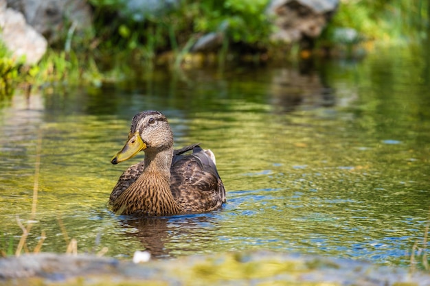 Anatra sullo stagno nel parco