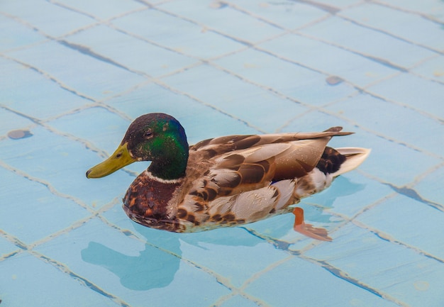 Anatra uccello in piscina