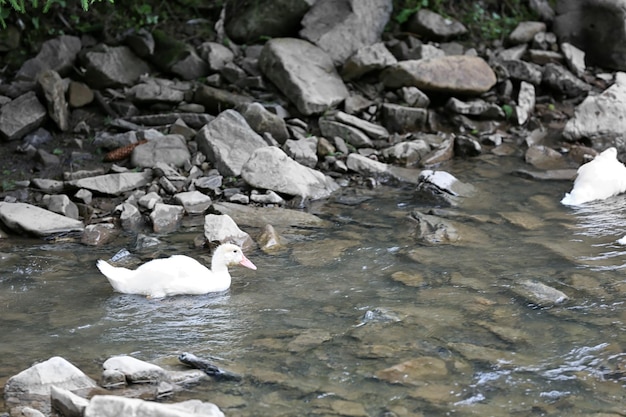 Anatre bianche su un fiume