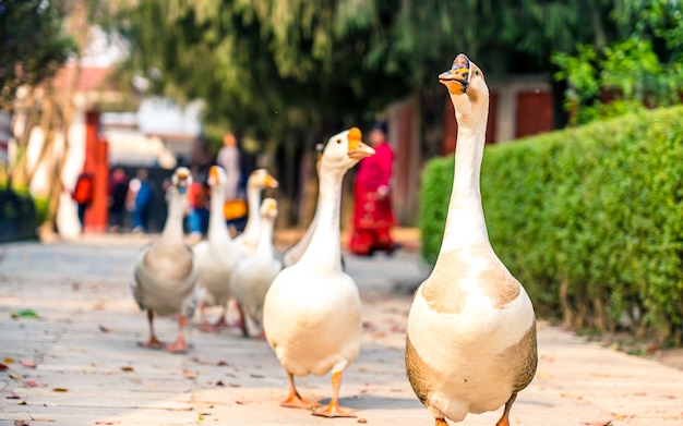 anatre che camminano al parco all'aperto