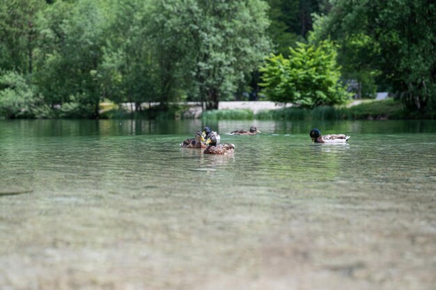 Anatre che galleggiano su una bella acqua verde calma
