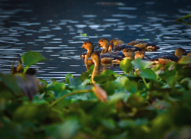 Anatre che nuotano in un lago