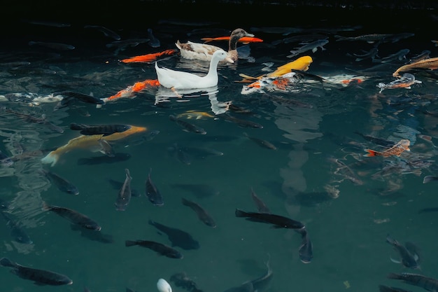 anatre che nuotano intorno ai pesci koi nello stagno