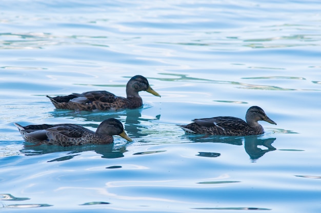 Anatre che nuotano nel fiume con acqua blu pulita