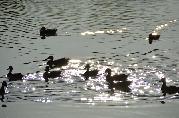 Anatre che nuotano nel lago al tramonto