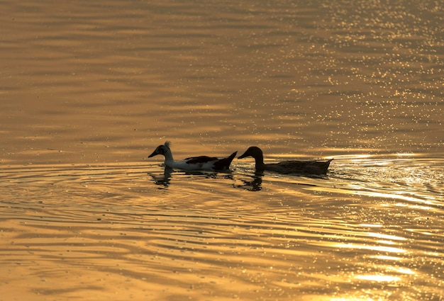 Anatre che nuotano nel lago al tramonto