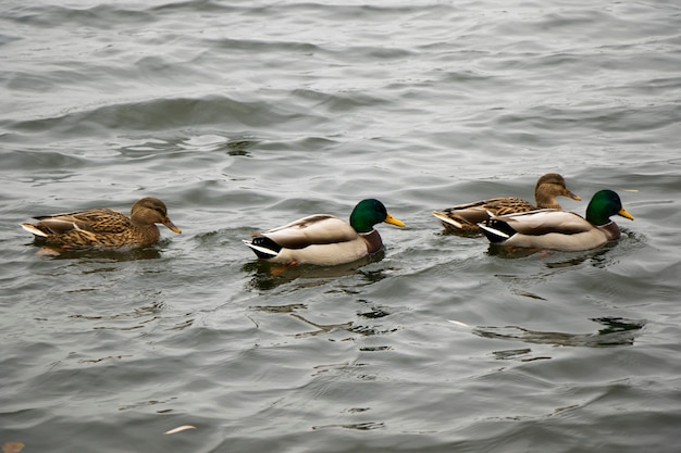 Anatre che nuotano nel lago, lago Trakai