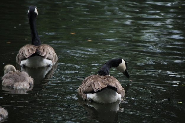 Anatre che nuotano nel lago