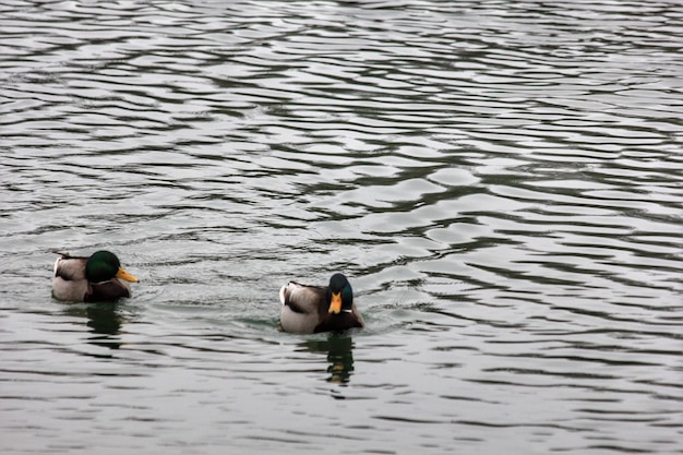 Anatre che nuotano nel lago