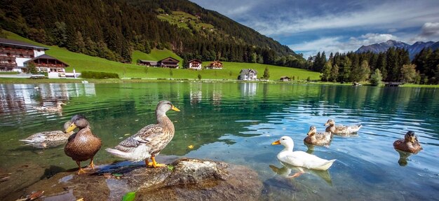 Anatre che nuotano nel lago