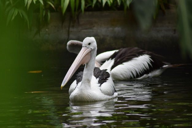 Anatre che nuotano nel lago